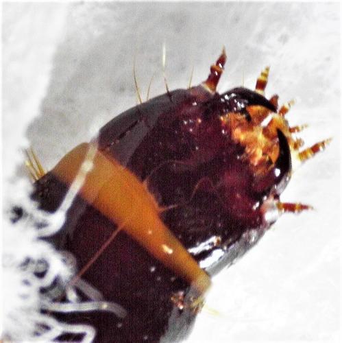 Stenagostus rhombeus